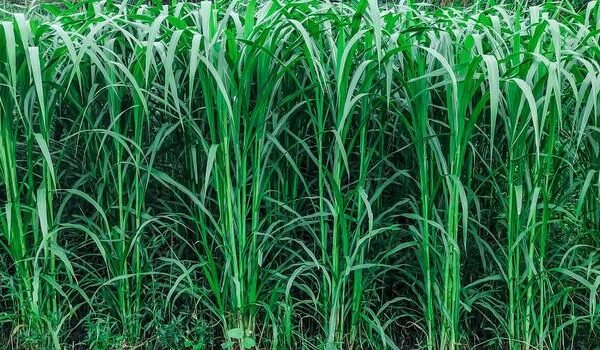a-field-of-corn-with-tall-green-plants-meadow-grass-field-green-grass-season-background-land-fresh-country-corn-rural-scene-spring-growing-grain-agriculture-plant-green-photo