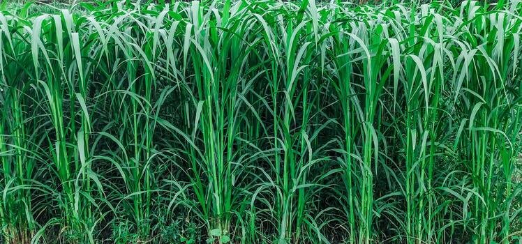a-field-of-corn-with-tall-green-plants-meadow-grass-field-green-grass-season-background-land-fresh-country-corn-rural-scene-spring-growing-grain-agriculture-plant-green-photo