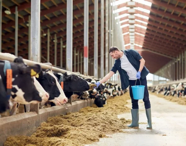 man-feeding-cows-with-hay-in-cowshed-on-dairy-farm