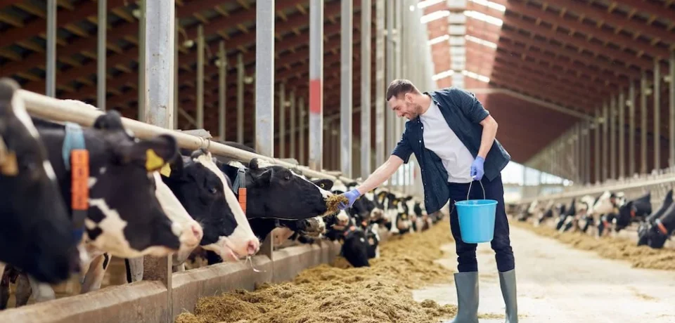 man-feeding-cows-with-hay-in-cowshed-on-dairy-farm man-feeding-cows-with-hay-in-cowshed-on-dairy-farm